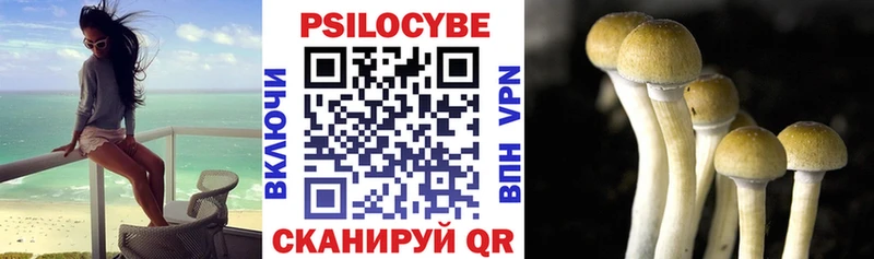 дарк нет как зайти  Краснозаводск  Галлюциногенные грибы мицелий 